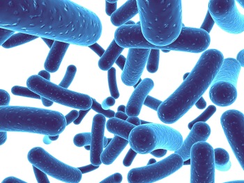 Lactobacillus plantarum P8 reduces stress and anxiety, and improves memory in stressed adults